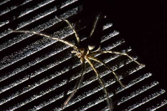 Image of Huntsman spider