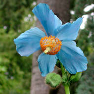 Image of Meconopsis
