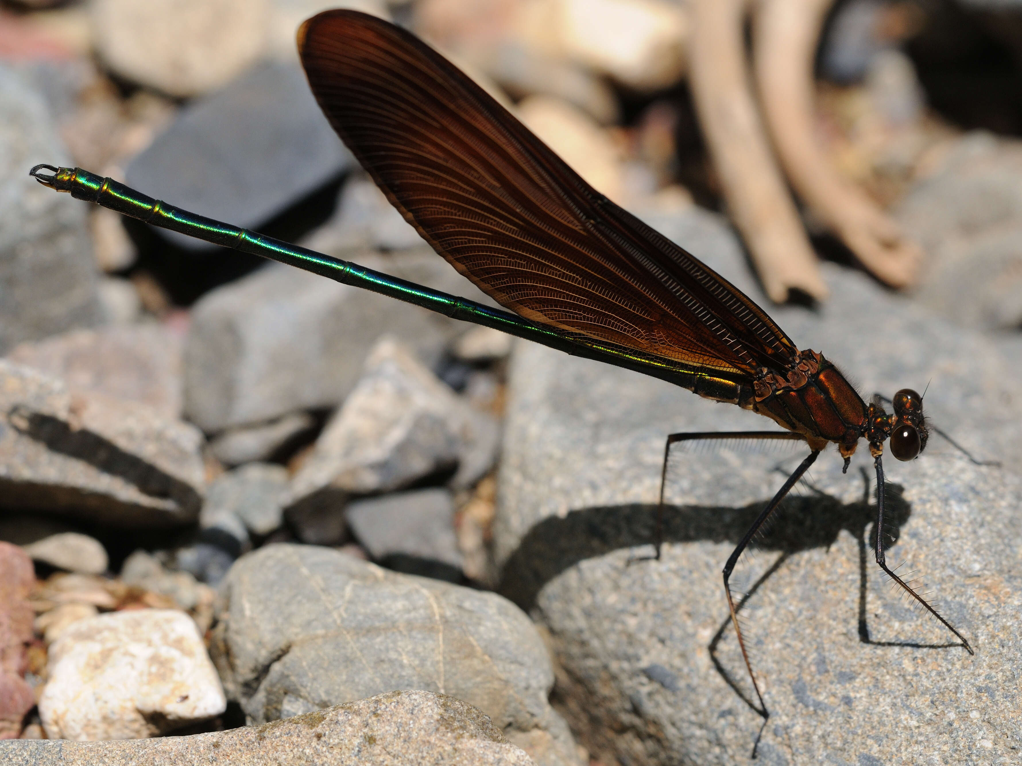 Image of Dark-winged Damselfly