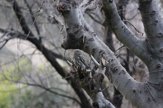 Image of Jungle Owlet