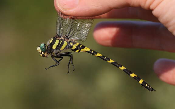 Image of spiketail