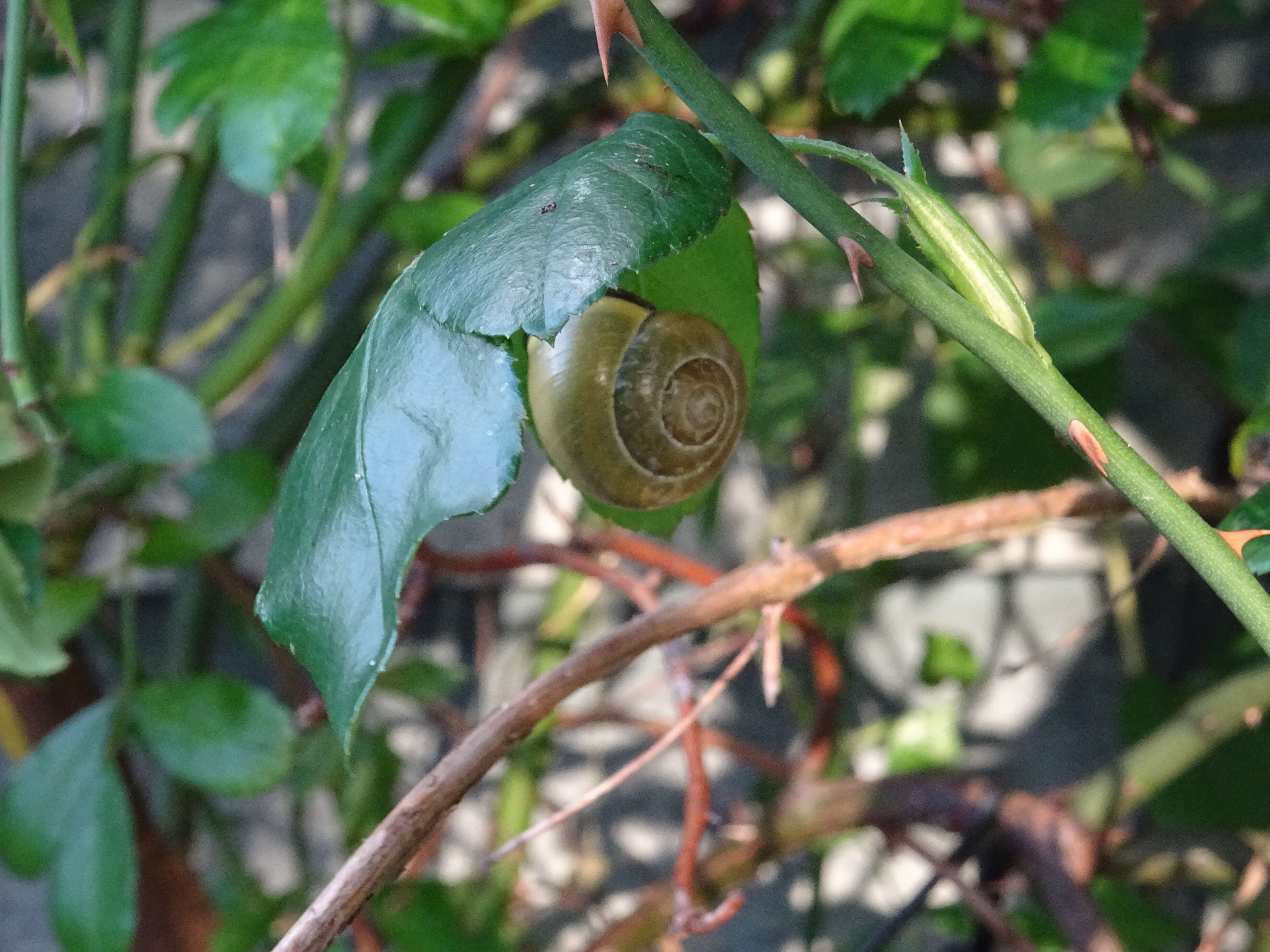 Image of Brown Lipped Snail