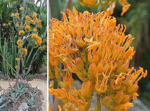 Image of Gypsiferous agave