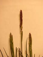 Слика од Poa pratensis L.