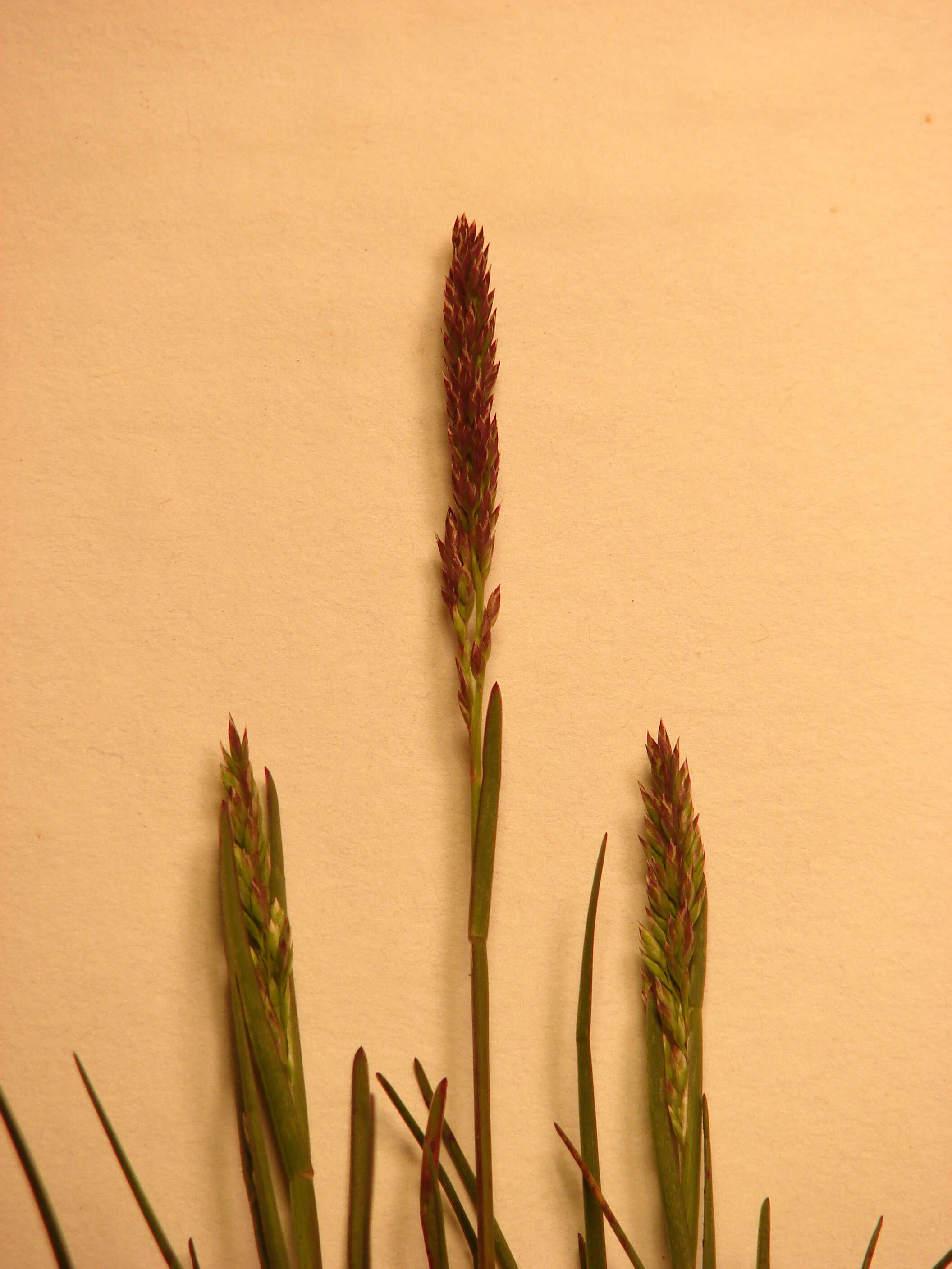 Слика од Poa pratensis L.