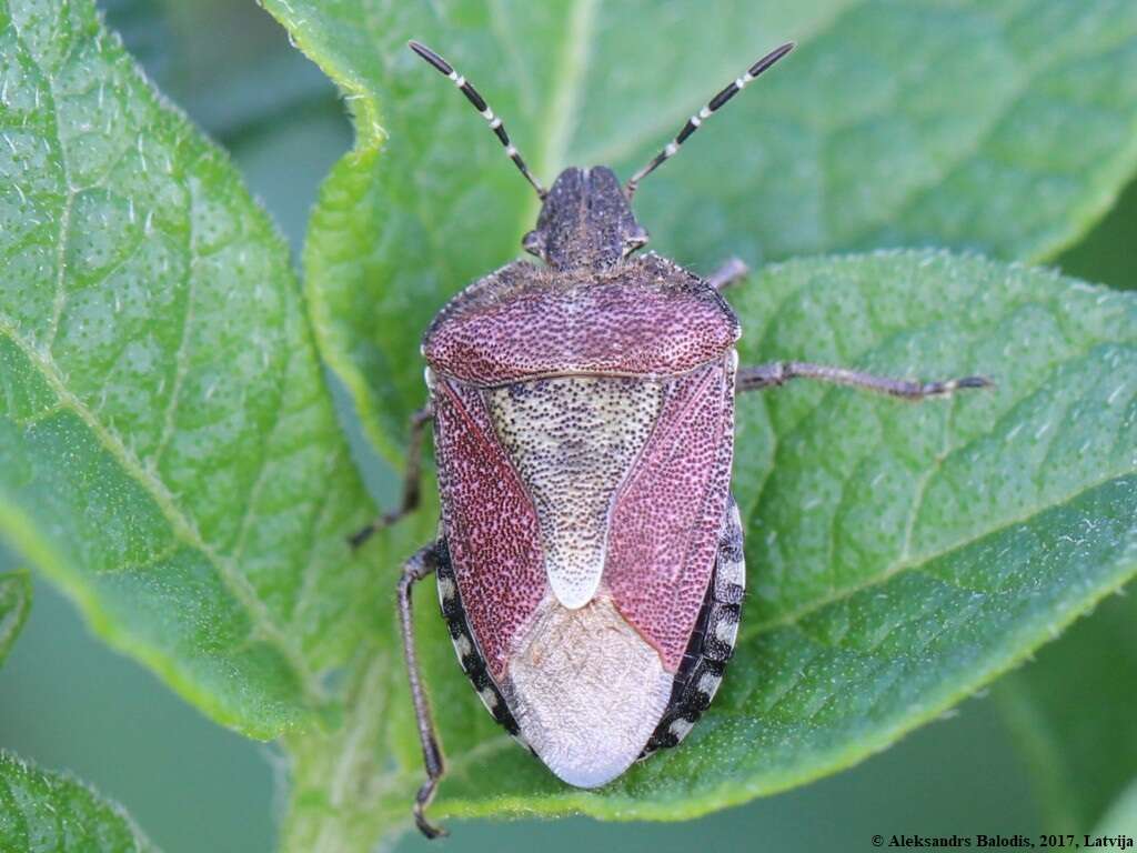 Image of sloe bug