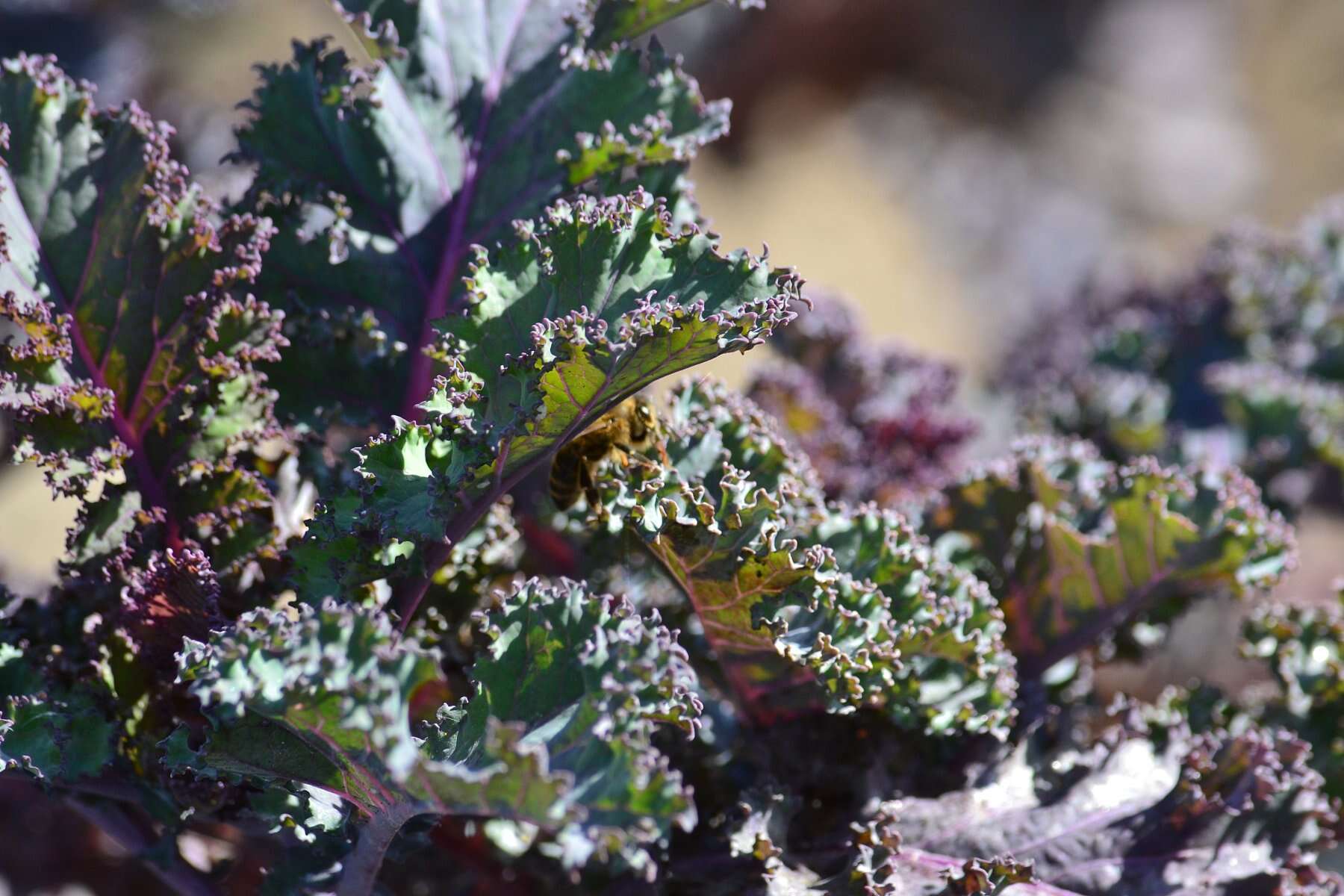 Image of Wild Mustard