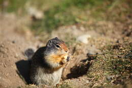 Image of Columbian ground squirrel