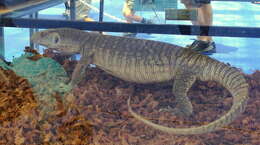 Image of Savannah Monitor