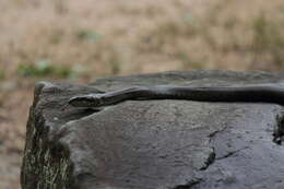 Image of Japanese Rat Snake