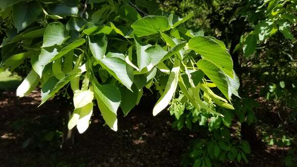 Image of American Basswood