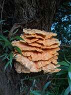 Image of Bracket Fungus