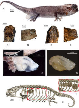 Brookesia nana resmi