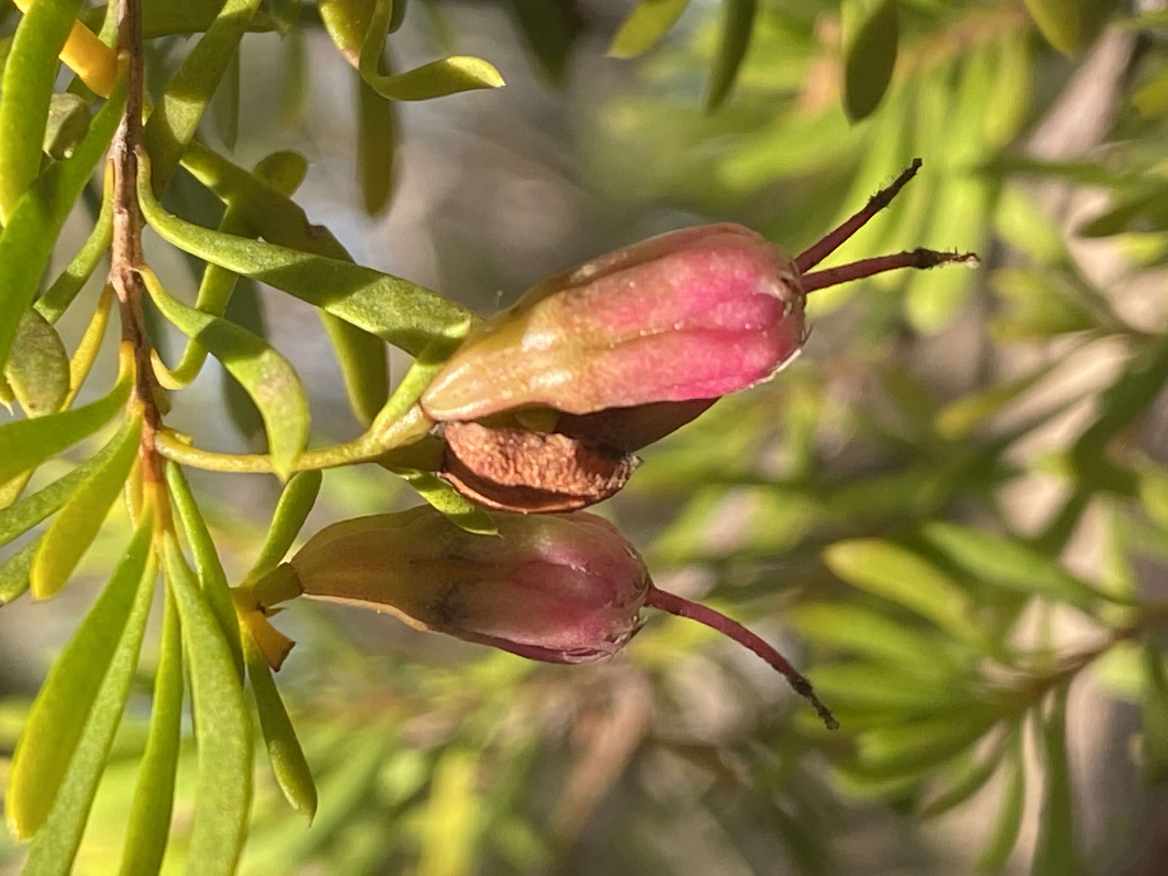 Image of Homoranthus clarksonii L. M. Copel.