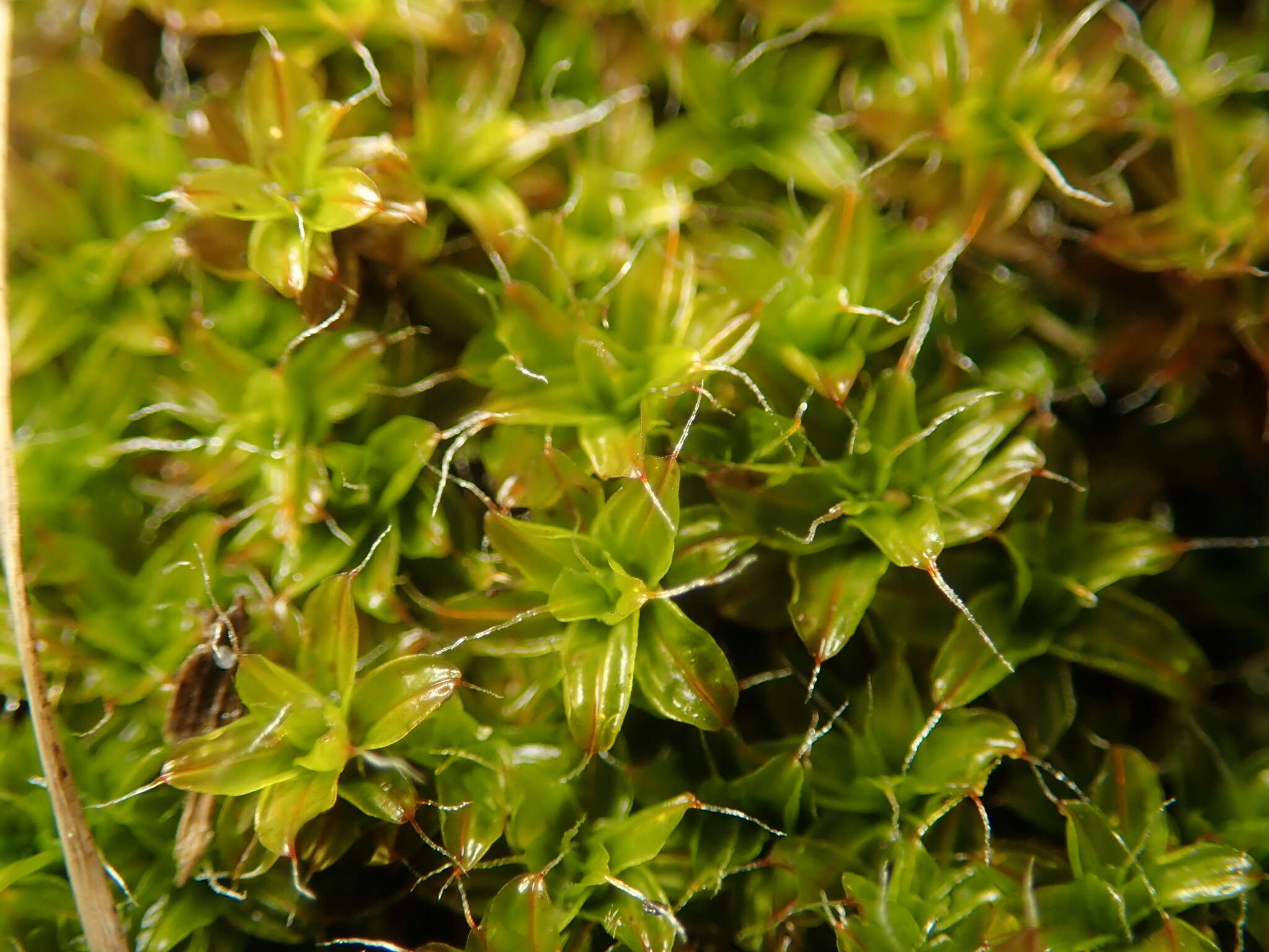 Image of great hairy screw-moss