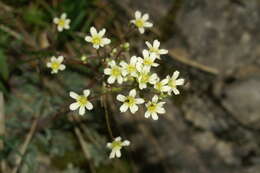 Image of Encrusted Saxifrage