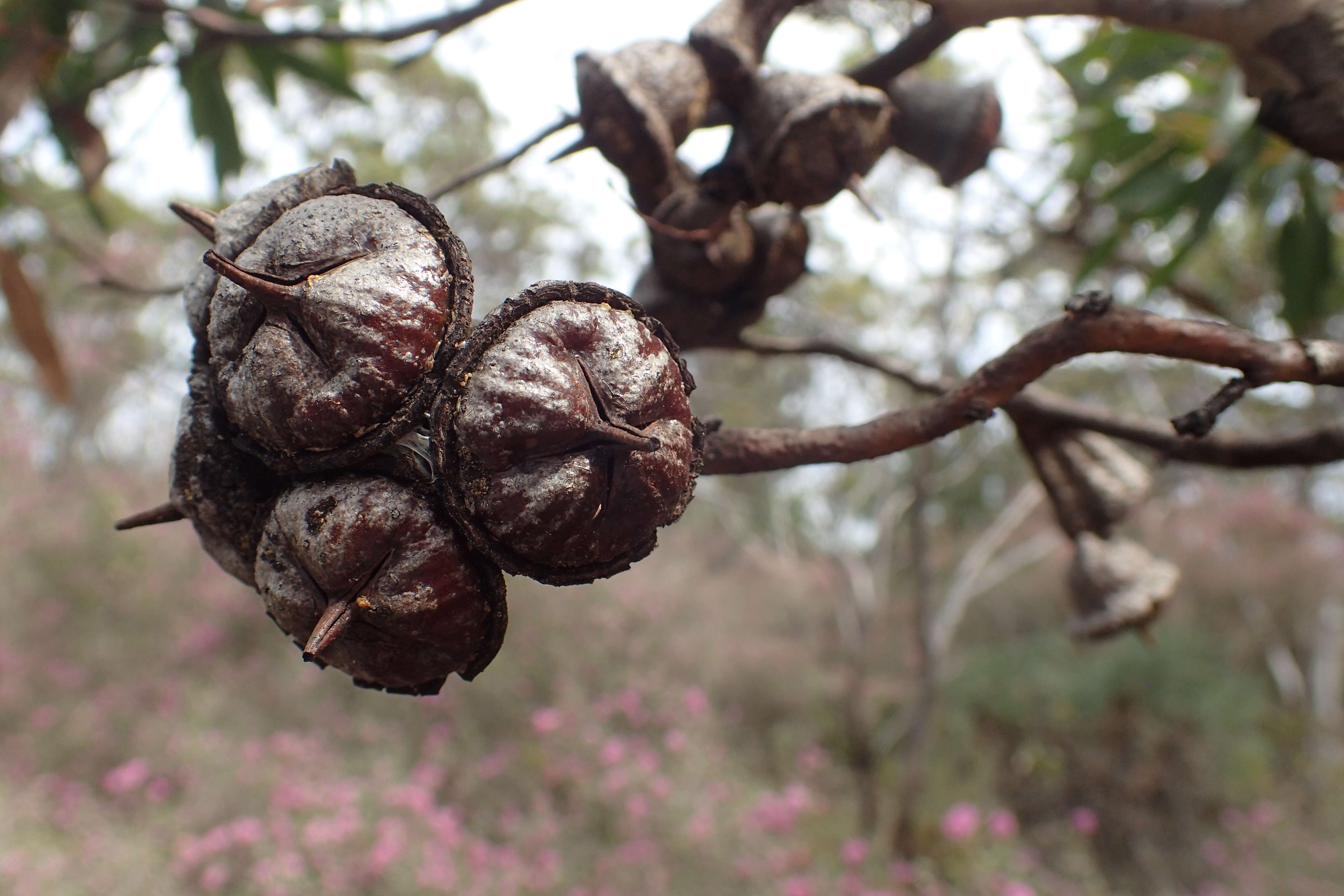 Imagem de Eucalyptus burdettiana Blakely & Steedm.