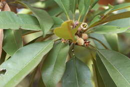 Image of sapodilla