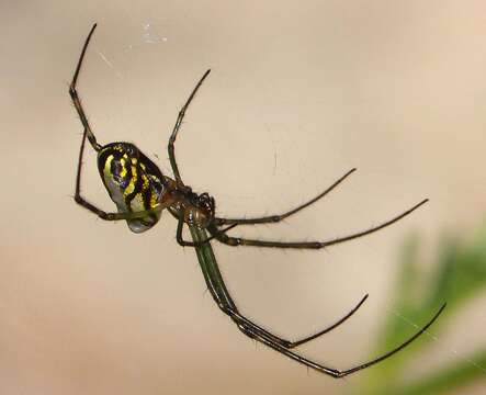 Image of Leucauge granulata (Walckenaer 1841)