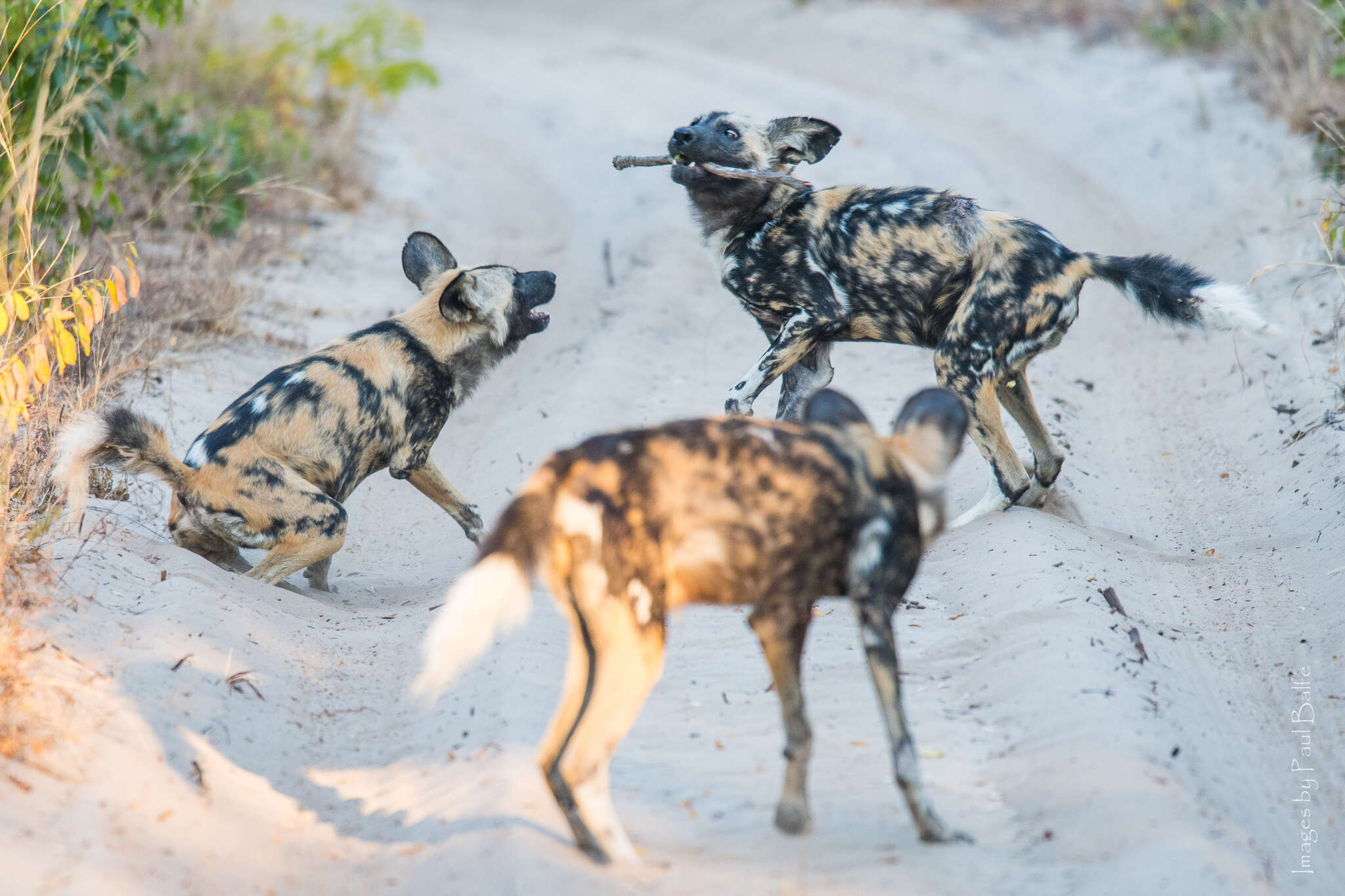 Image of African Hunting Dog