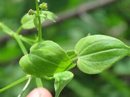 Plancia ëd Rubia cordifolia L.