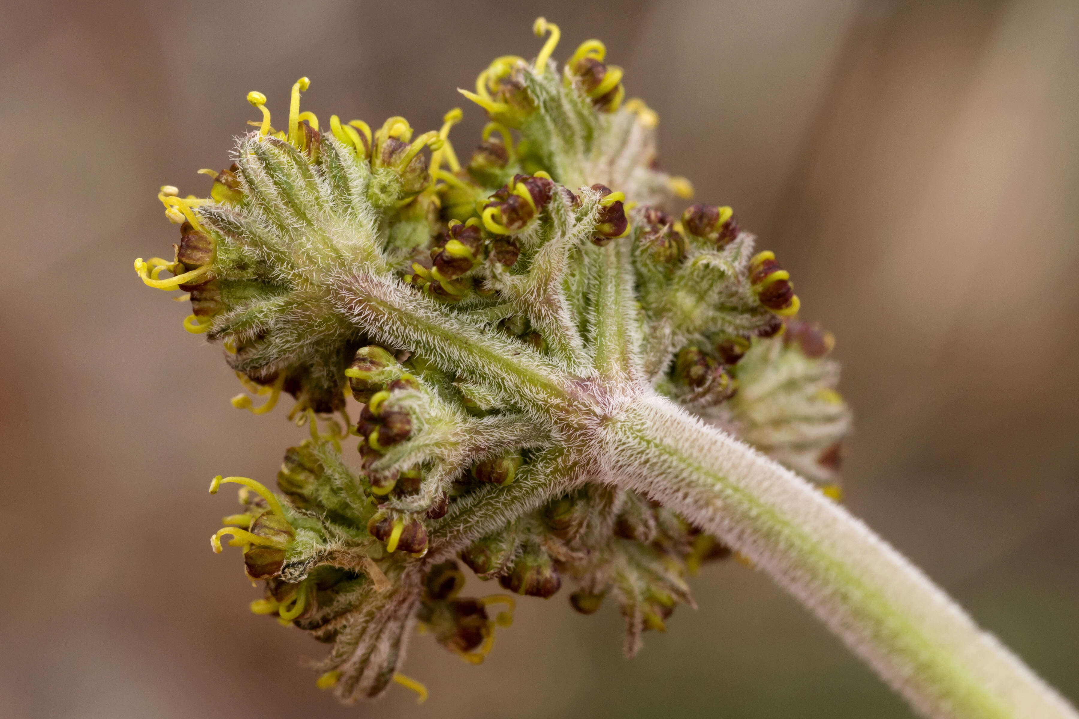 Image of desert biscuitroot