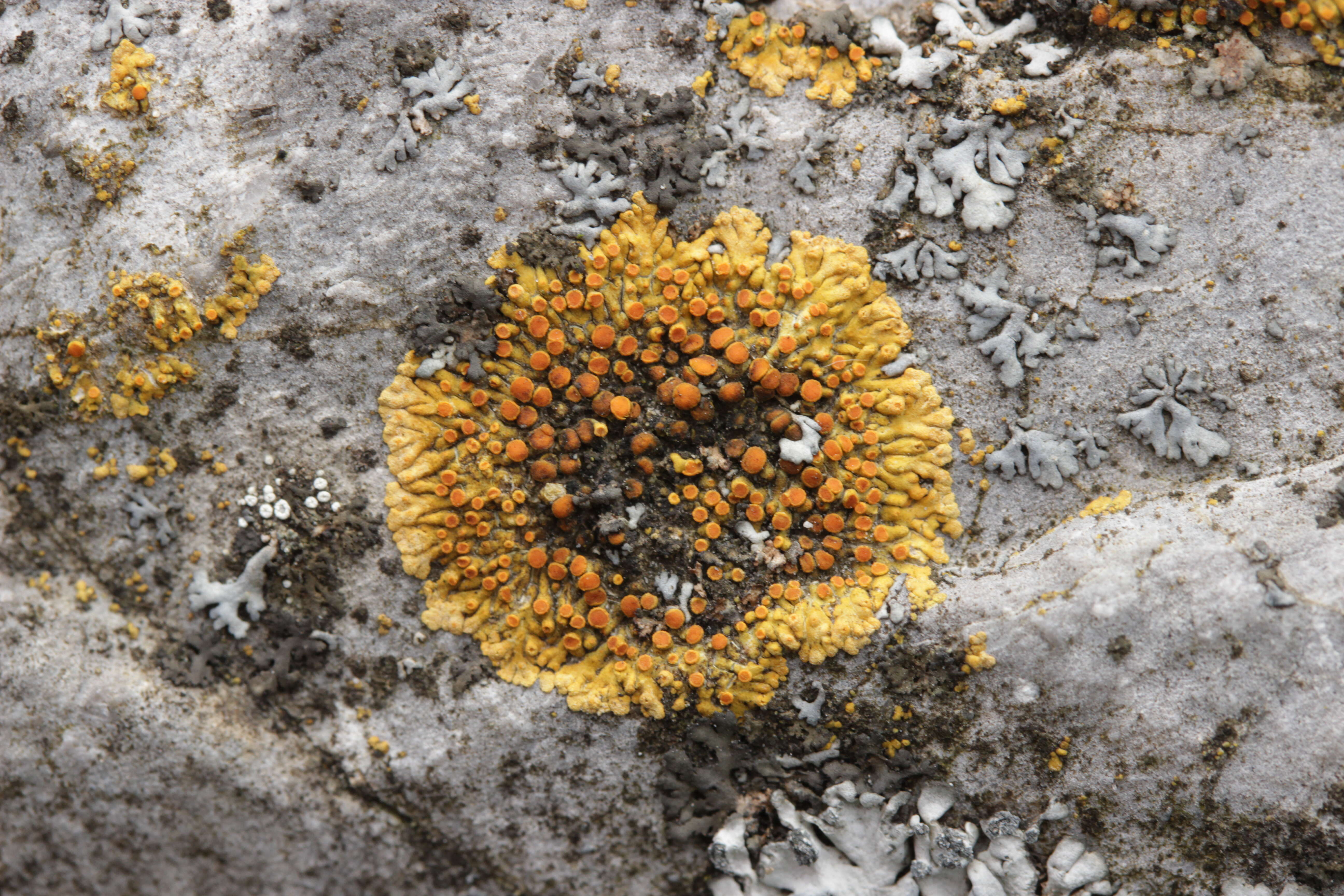 Image of orange lichen