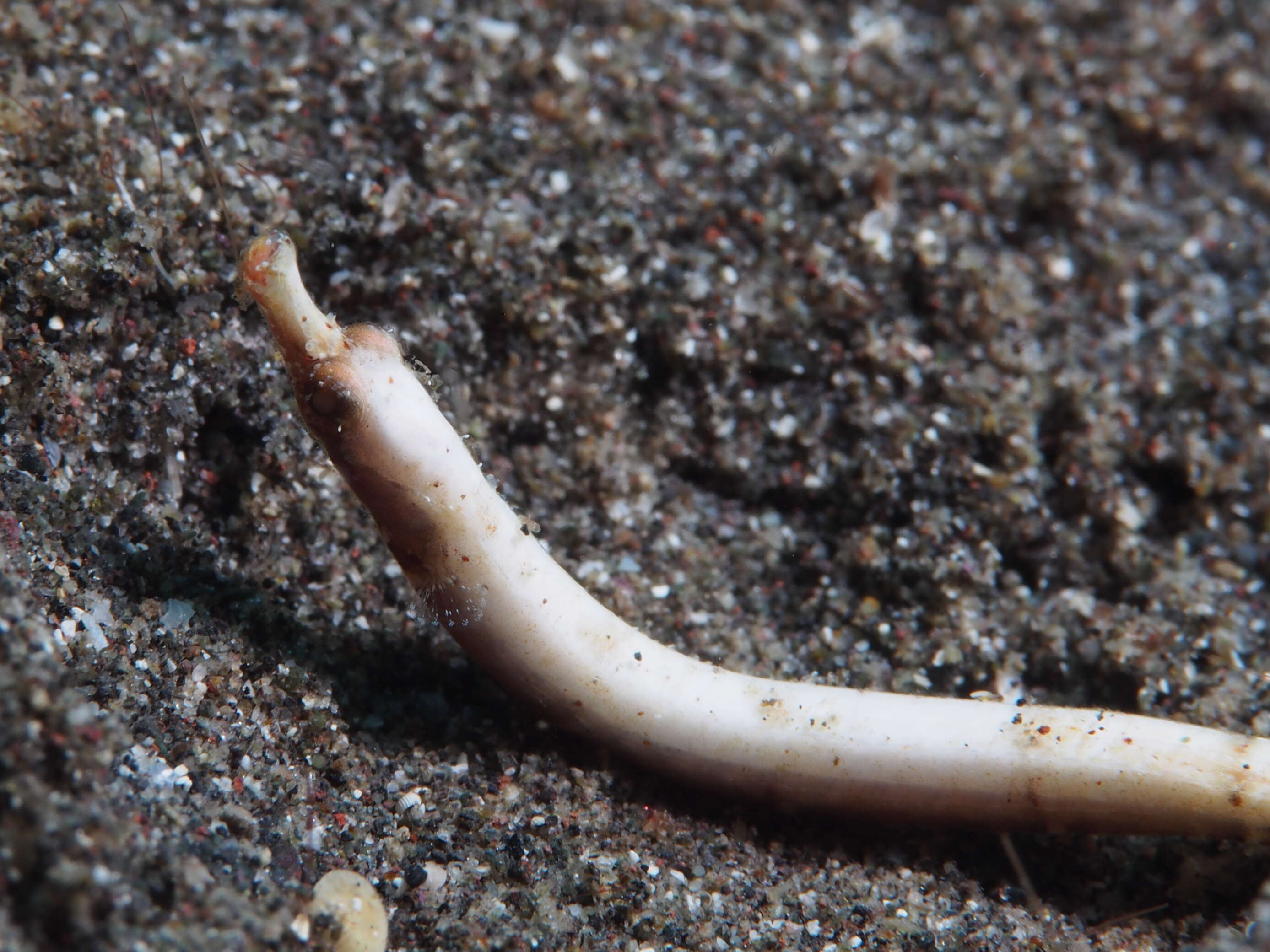 Image of Roughridge pipefish