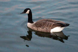 Image of Hawaiian goose