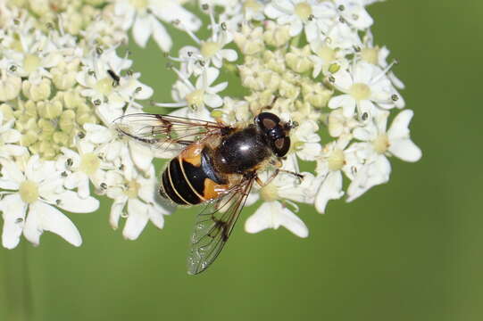 Слика од <i>Eristalis horticola</i>