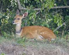 Image of Bushbuck