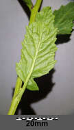 Image of charlock mustard