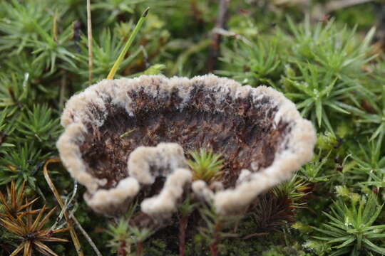 Image de Thelephora terrestris Ehrh. 1787