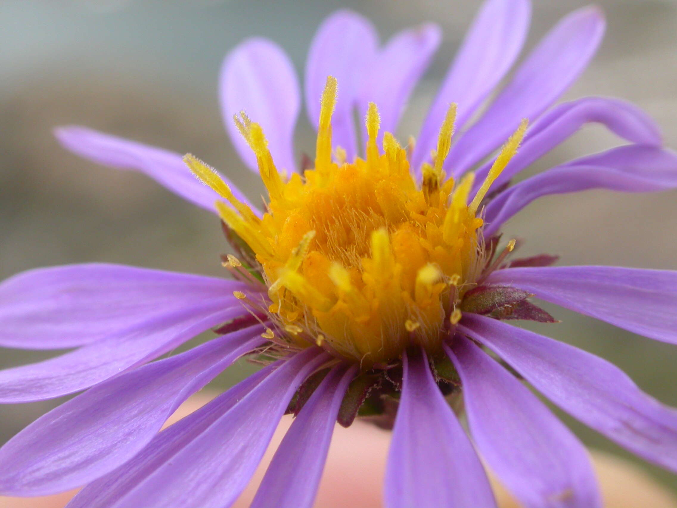 Image of tundra aster