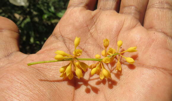 Image of Gymnacranthera canarica (Bedd. ex King) Warb.