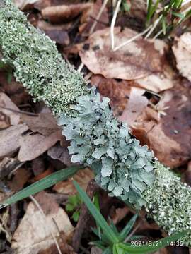 Image of Hammered shield lichen