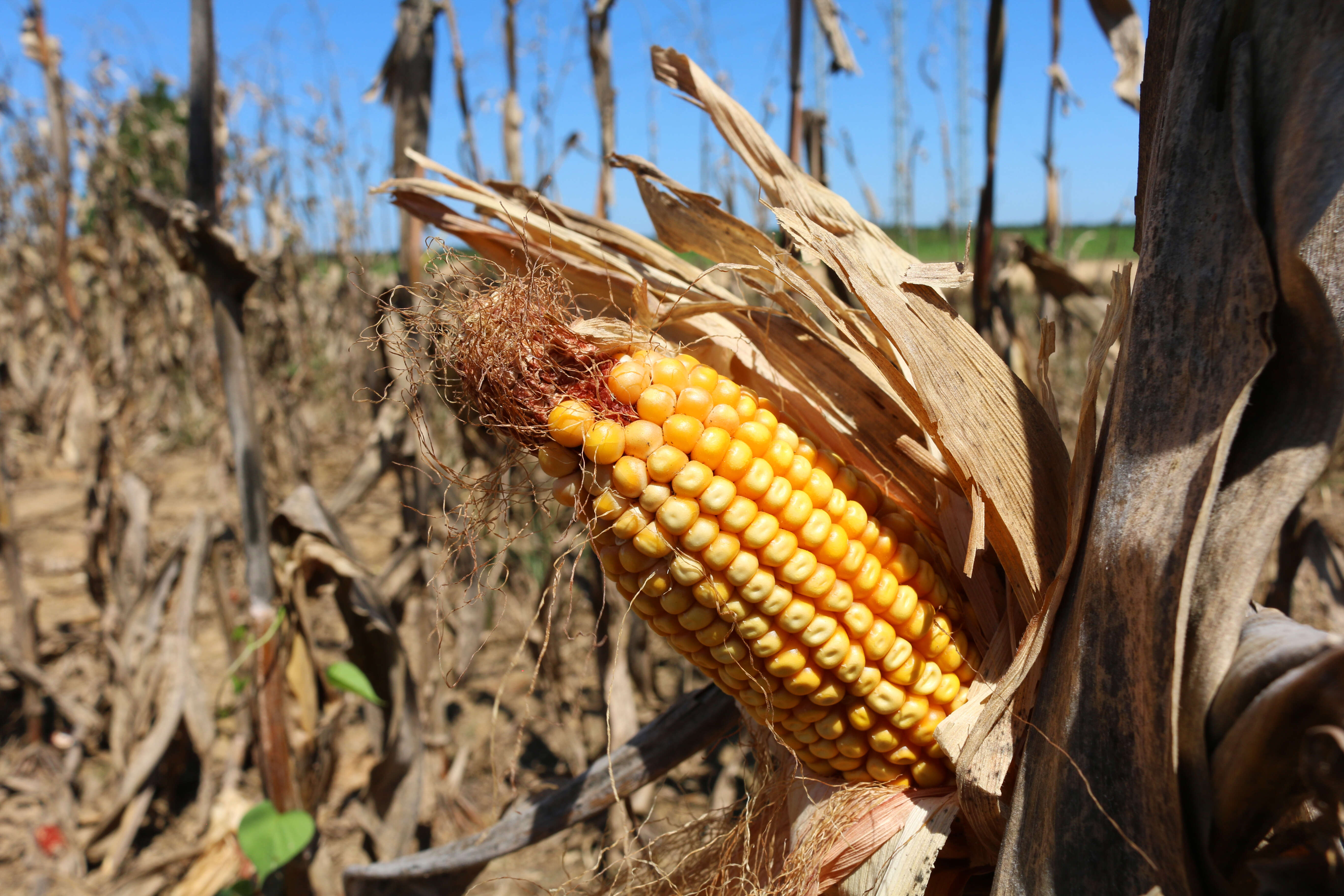 Image of Zea mays Saccharata