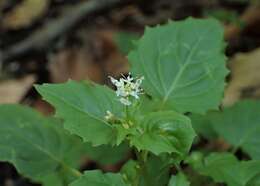 Image of Alpine enchanter’s-nightshade