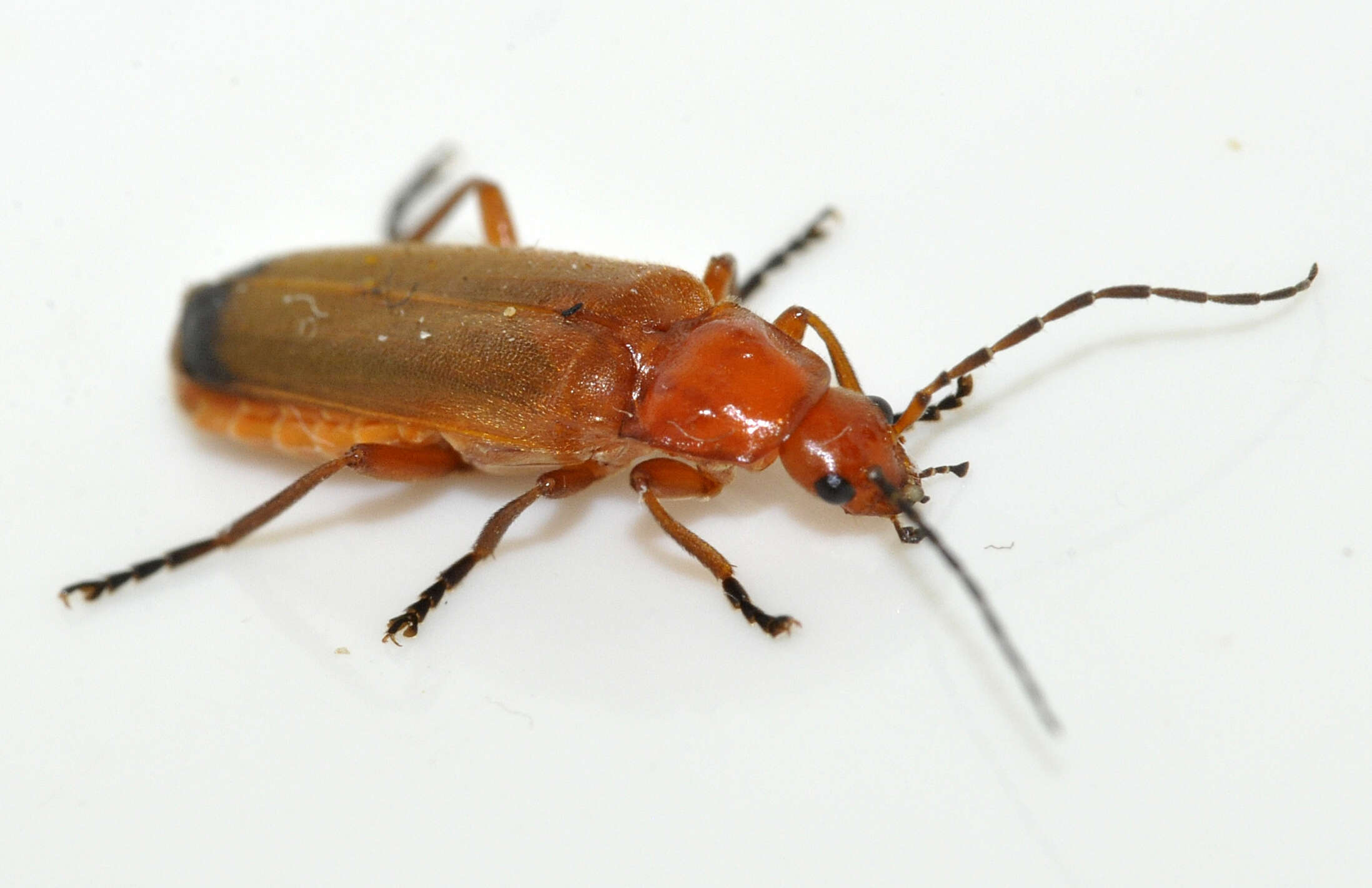 Image of Rhagonycha fulva