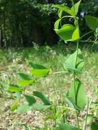 Imagem de Vicia pisiformis L.