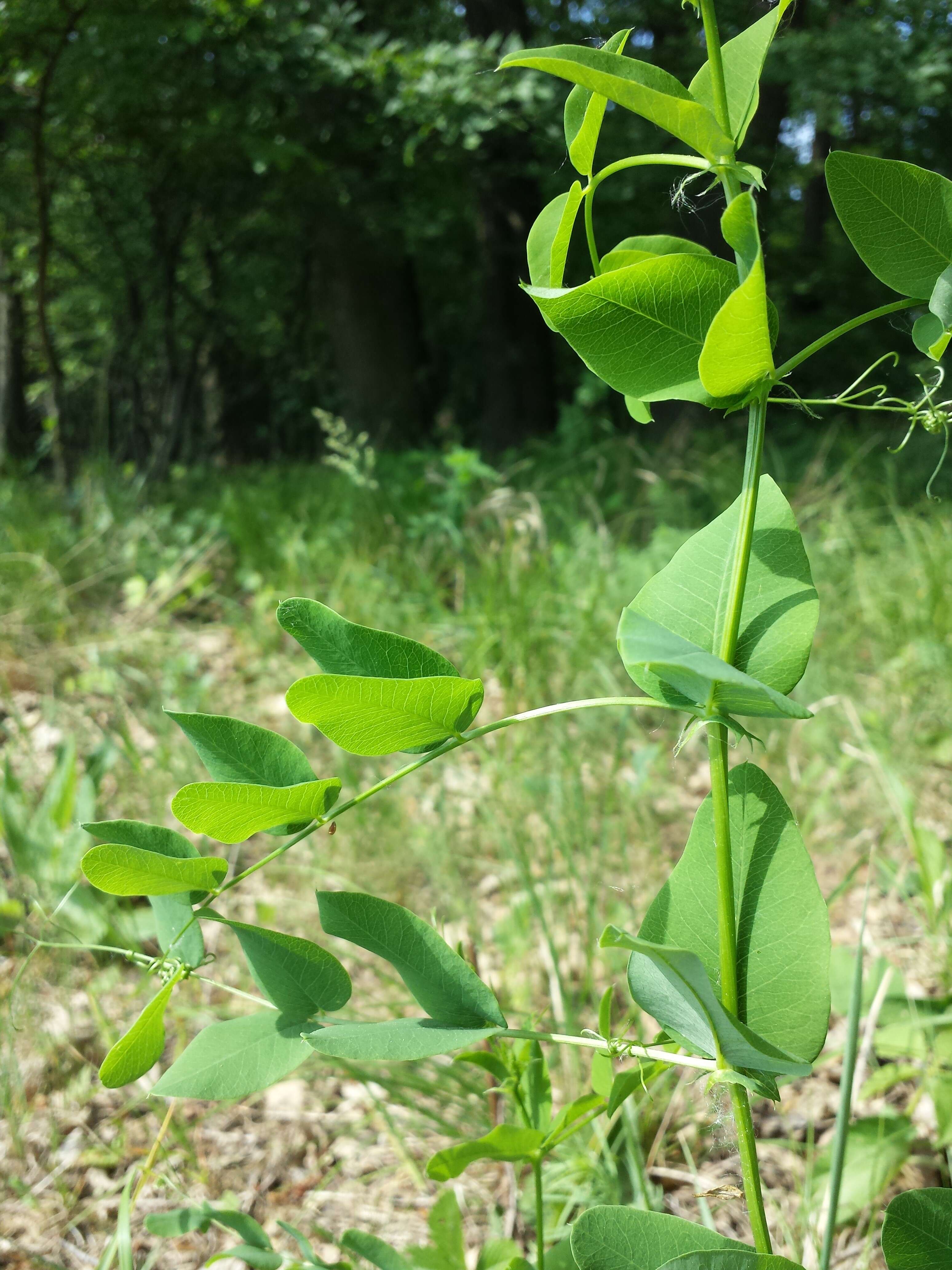 Imagem de Vicia pisiformis L.