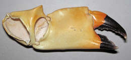 Image of Florida stone crab