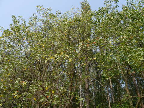Image of erythrina