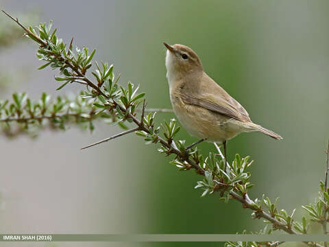 Image of Siberian Chiffchaff