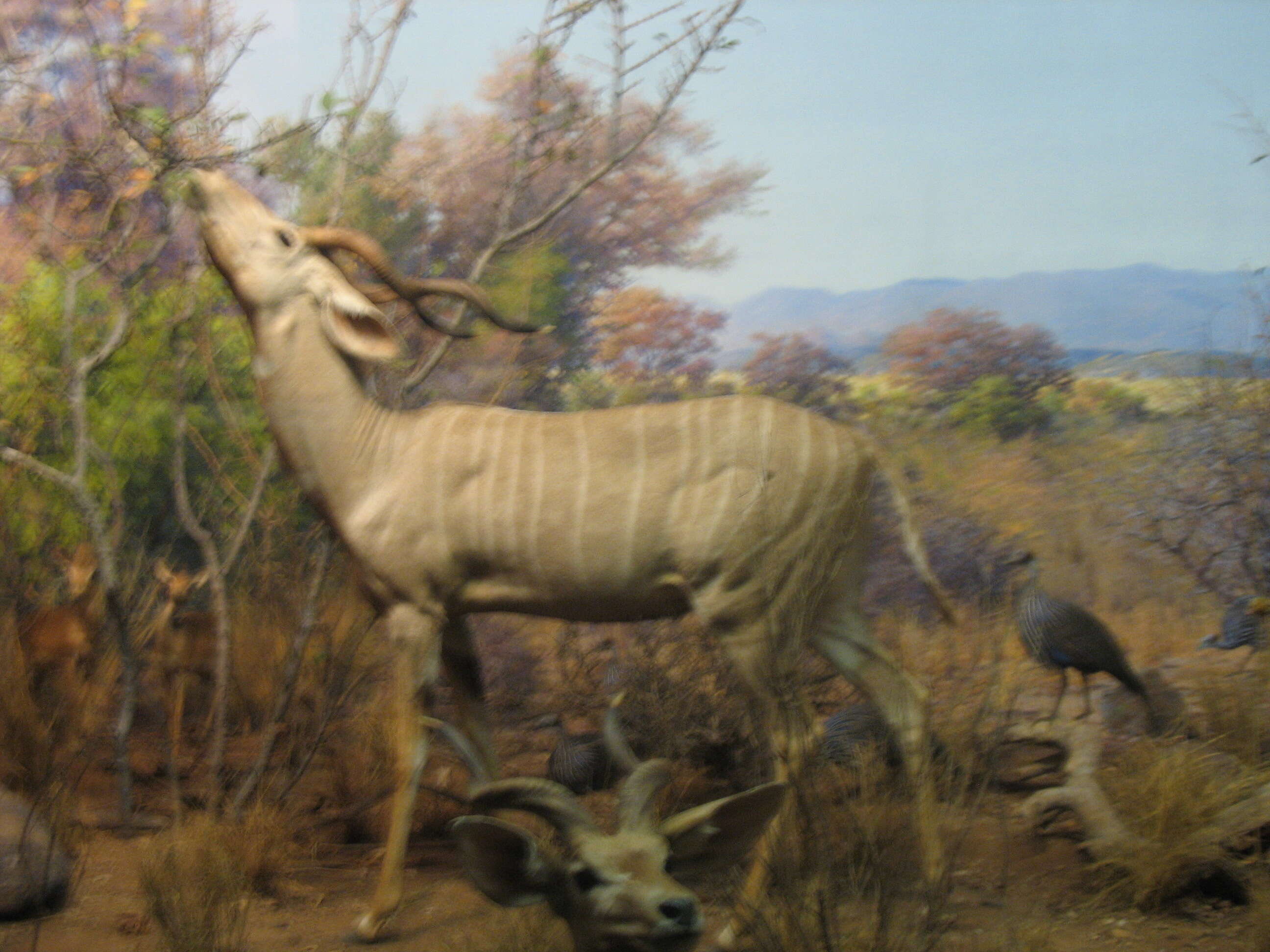 Image of Lesser Kudu