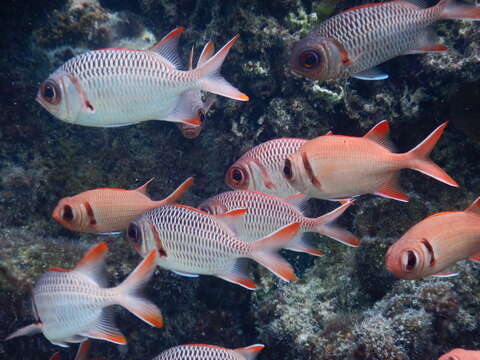 Image of Bigscale Soldierfish