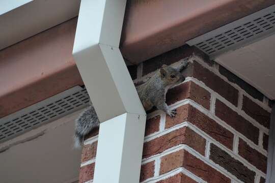 Image of Sciurus subgen. Sciurus Linnaeus 1758