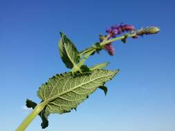 Imagem de Salvia nemorosa L.