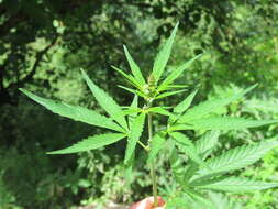 Image of marijuana