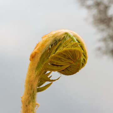 Image of Marsh Fern